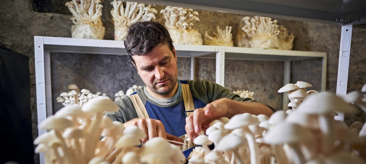 Pilze als “Lebensmittel der Zukunft“