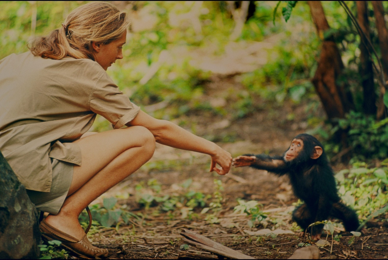 Jane Goodall fand heraus, dass Schimpansen uns näher sind, als gedacht: Aufnahme von Hugo van Lawick aus dem Gombe-Gebiet aus dem Jahr 1962