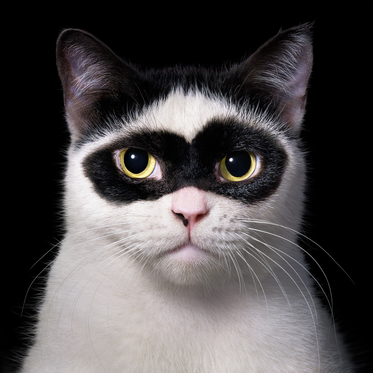 Boy – oder Zorro – ist ein American-Shorthair-Kater und ein Social-Media-Star aus Indonesien. Wer mehr von ihm sehen will, findet ihn auf Tiktok mit seinem Handle @iwhy