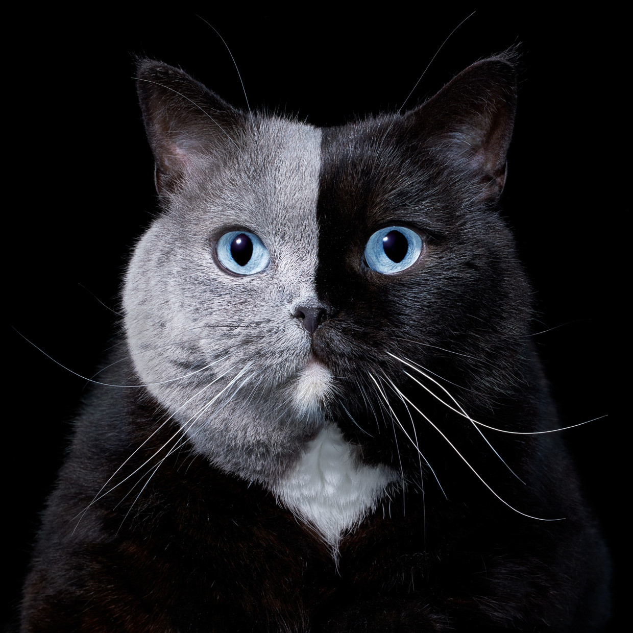 Der Britisch-Kurzhaar-Kater heißt Narnia. Er zeugte 2019 zwei Nachkommen, von denen jeder eine Farbe von einer anderen Seite seines Gesichts erhielt: Phoenix’ Kopf ist gänzlich grau, Pradas hingegen völlig schwarz. Die intergenerationale Symmetrie ist auffällig, aber nicht unerwartet. Graufärbung ist das Ergebnis einer rezessiven Mutation, die das Pigment von ansonsten schwarzen Katzen aufhellt.