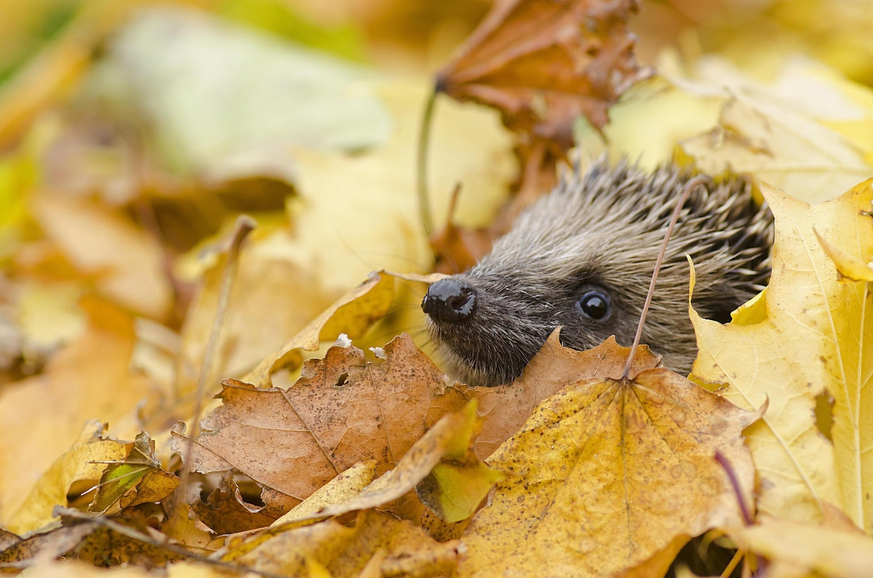 Ein Igel, der Zuflucht im welken Laub gesucht hat.