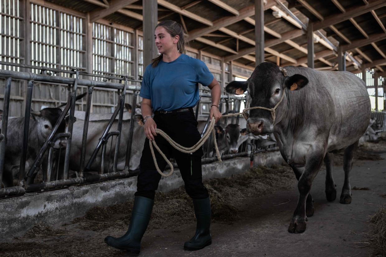 Dieser Kuh auf einer Farm im Ort Bazac kann Philippine Jean hingegen weiterhelfen.