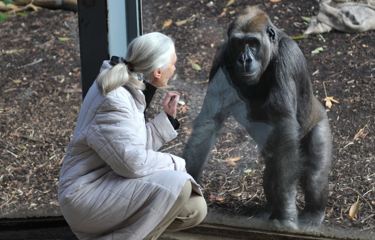 Begegnung mit einem Gorilla: Jane Goodall 2011 im Zoo von Melbourne